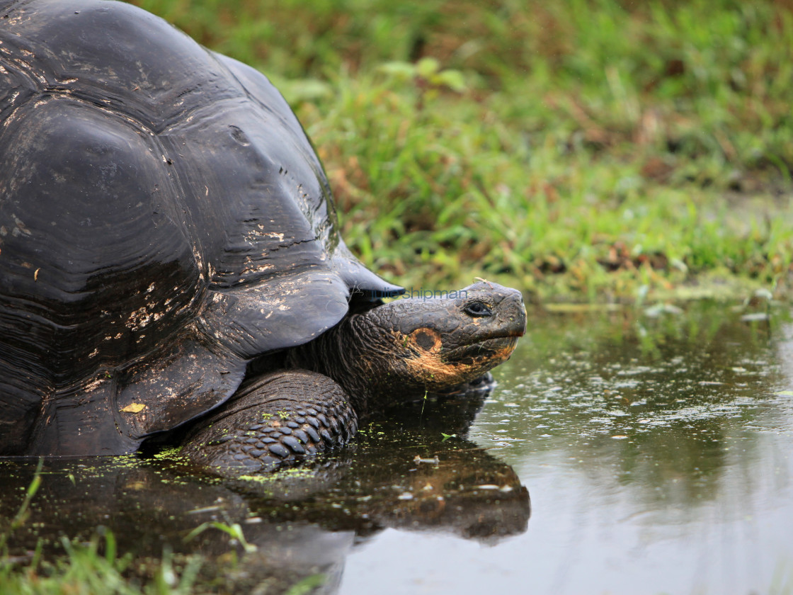 "Giant Tortoise in the Galapagos" stock image