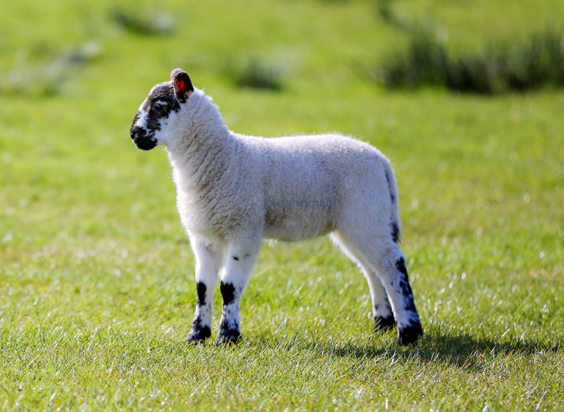 "Newborn lamb in Scotland." stock image