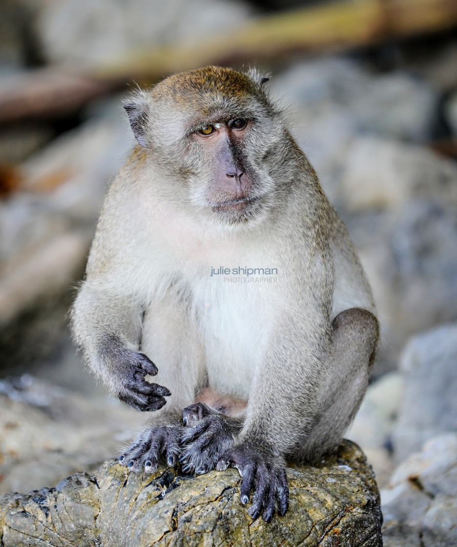 "Phi Phi Monkey" stock image