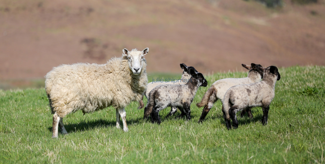 "Mama Sheep and her 4 lambs" stock image