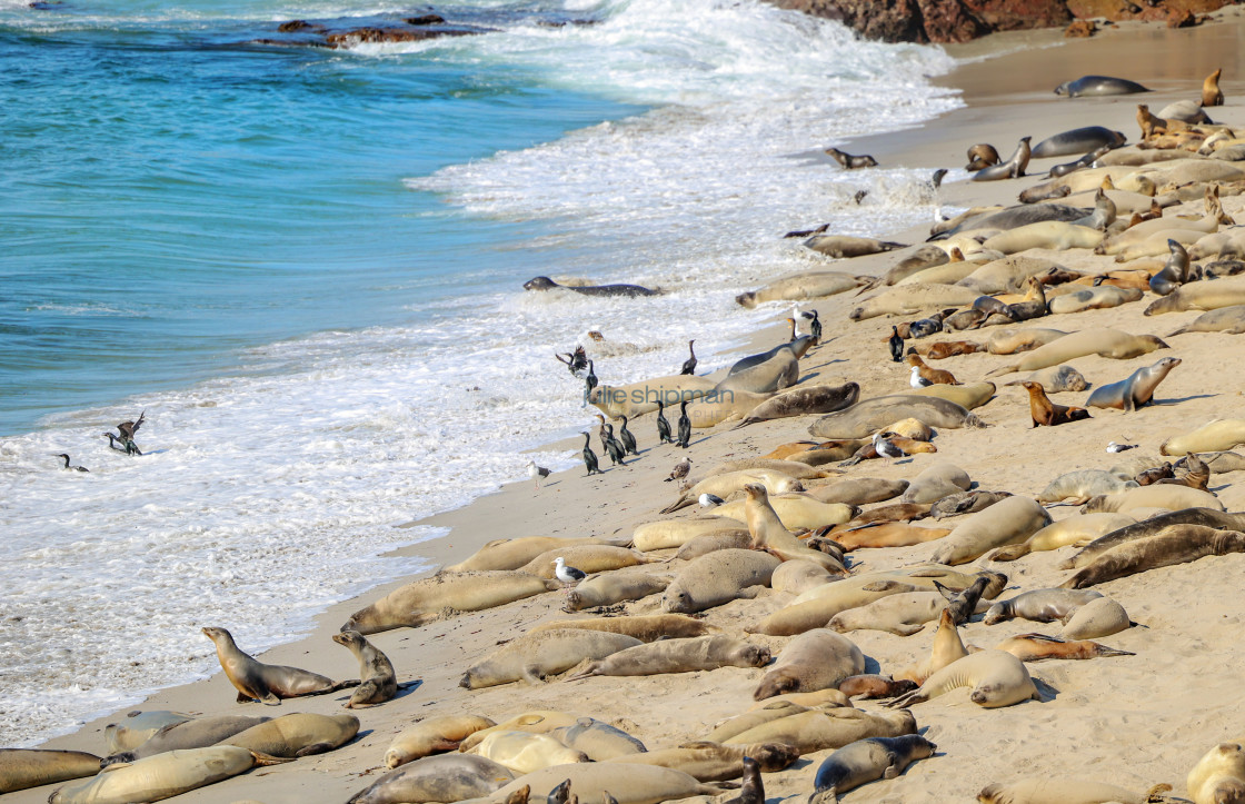 "Birds, Sea Lions and Elephant Seals on the beach on San Miguel Island, Channel Islands." stock image