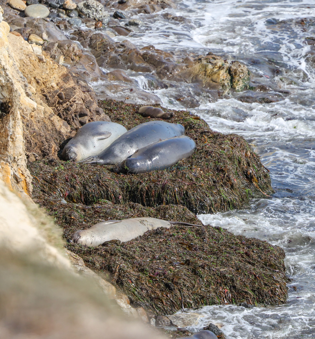 "Seals and sea lions asleep on a bed of kelp on the rocky shore of San Miguel Island, Channel Islands National Park." stock image