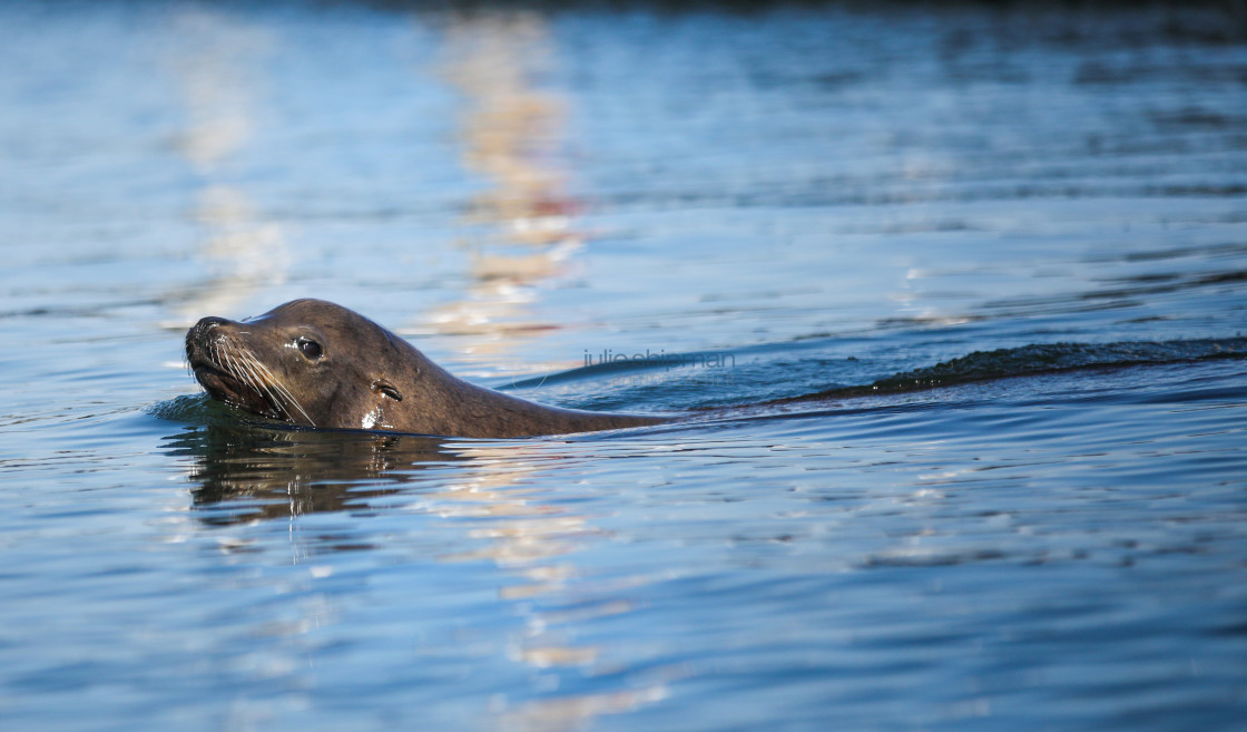 "Swimming Sea Lion in Smugglers Bay" stock image