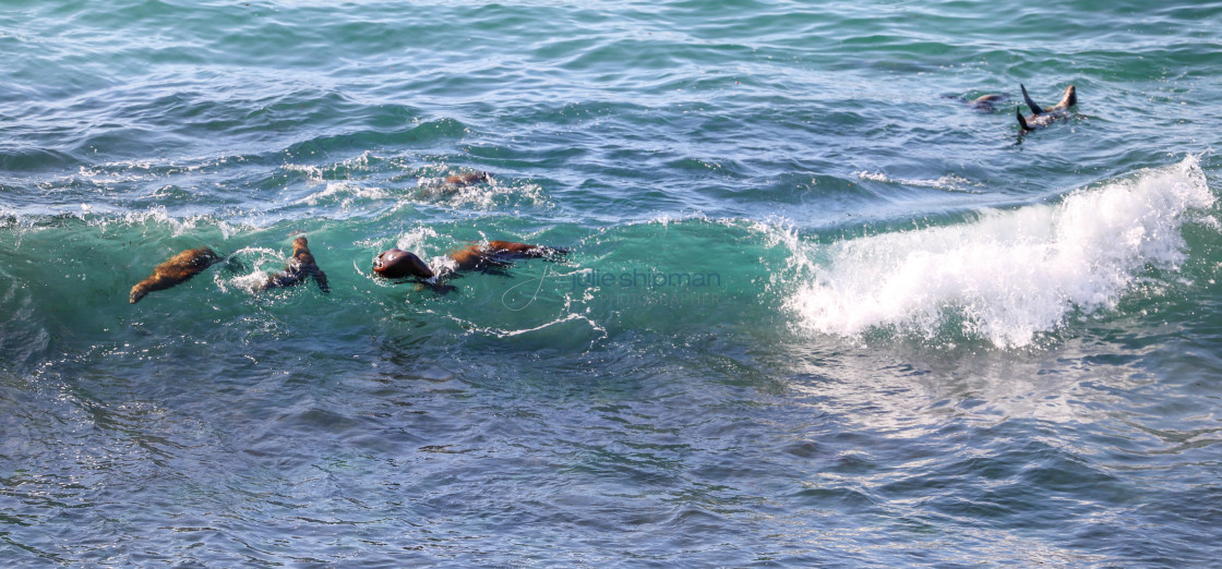 "Seals and sea lions riding the waves off San Miguel Island, Channel Islands National Park." stock image