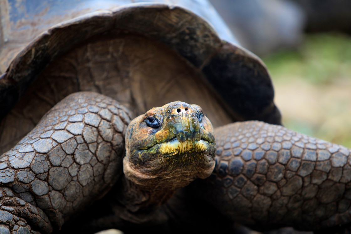 "Face of a Tortoise" stock image