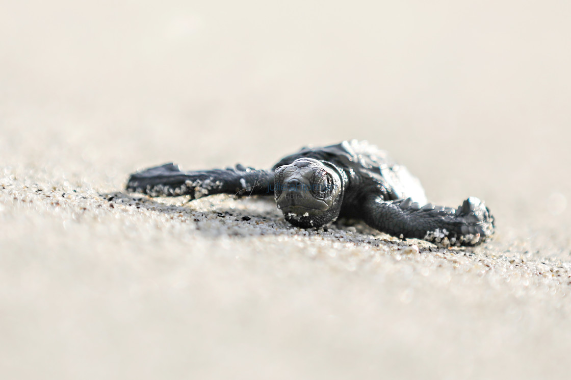 "Close up of a baby Olive Ridley turtle." stock image