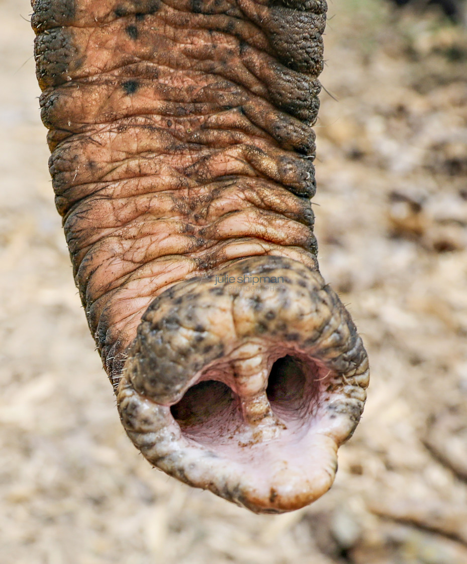 "Close up of an asian elephant truck." stock image