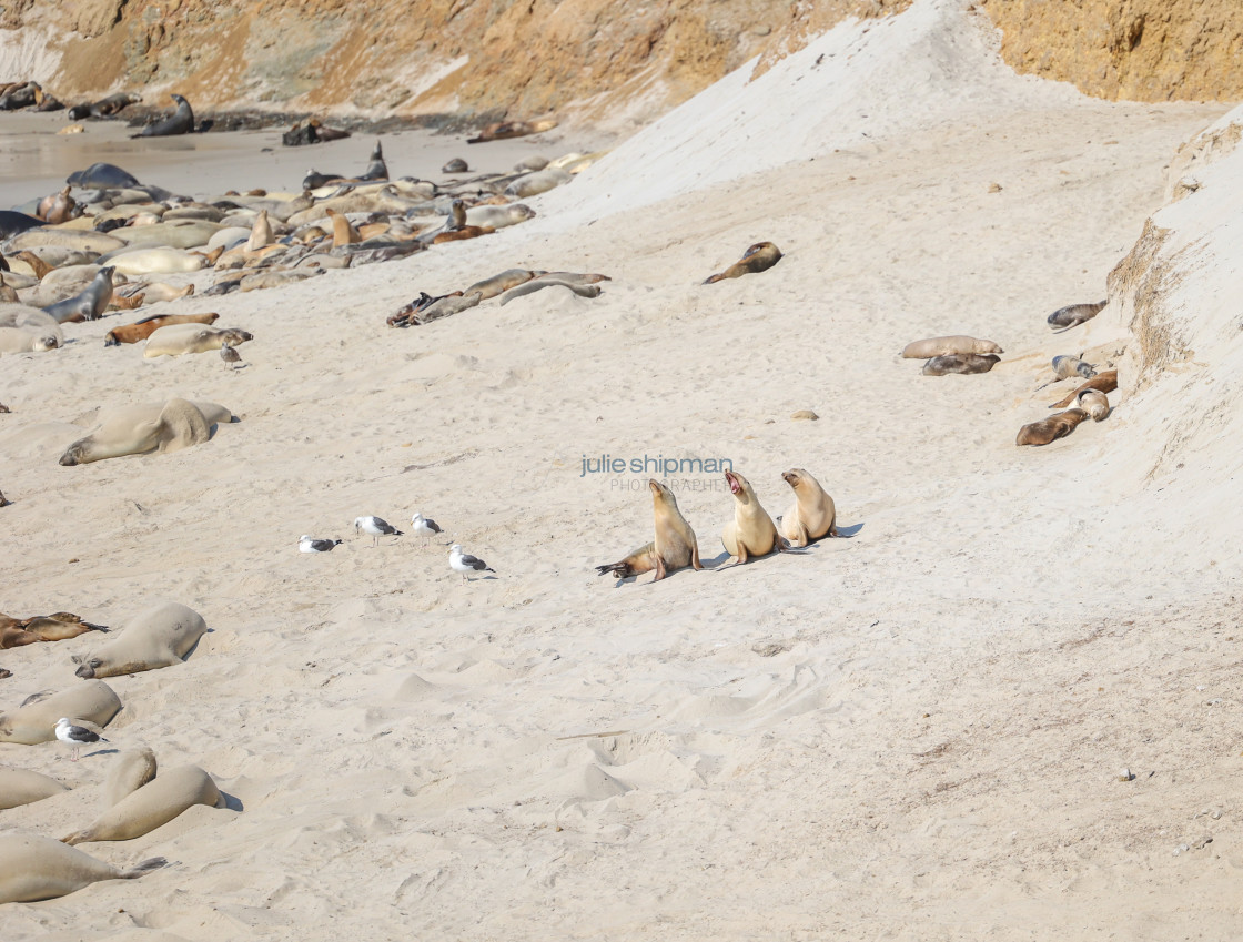 "A trio of Singing Sea Lions." stock image