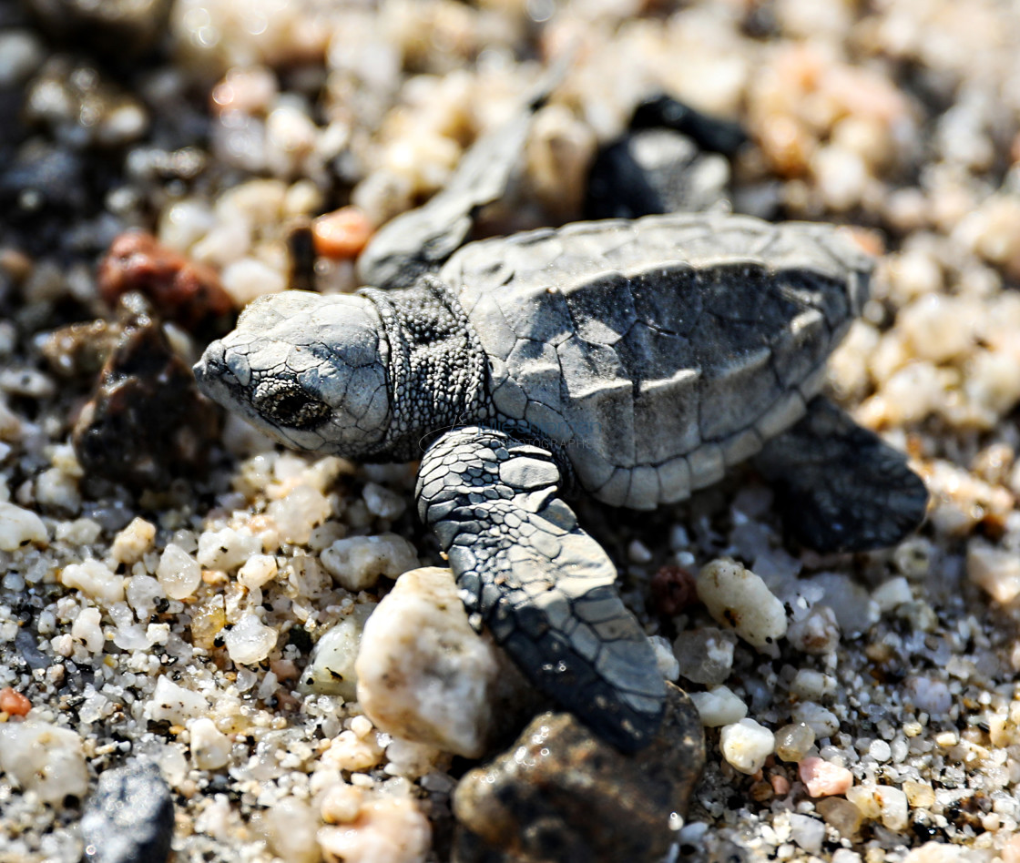 "Close up of a baby Olive Ridley turtle." stock image