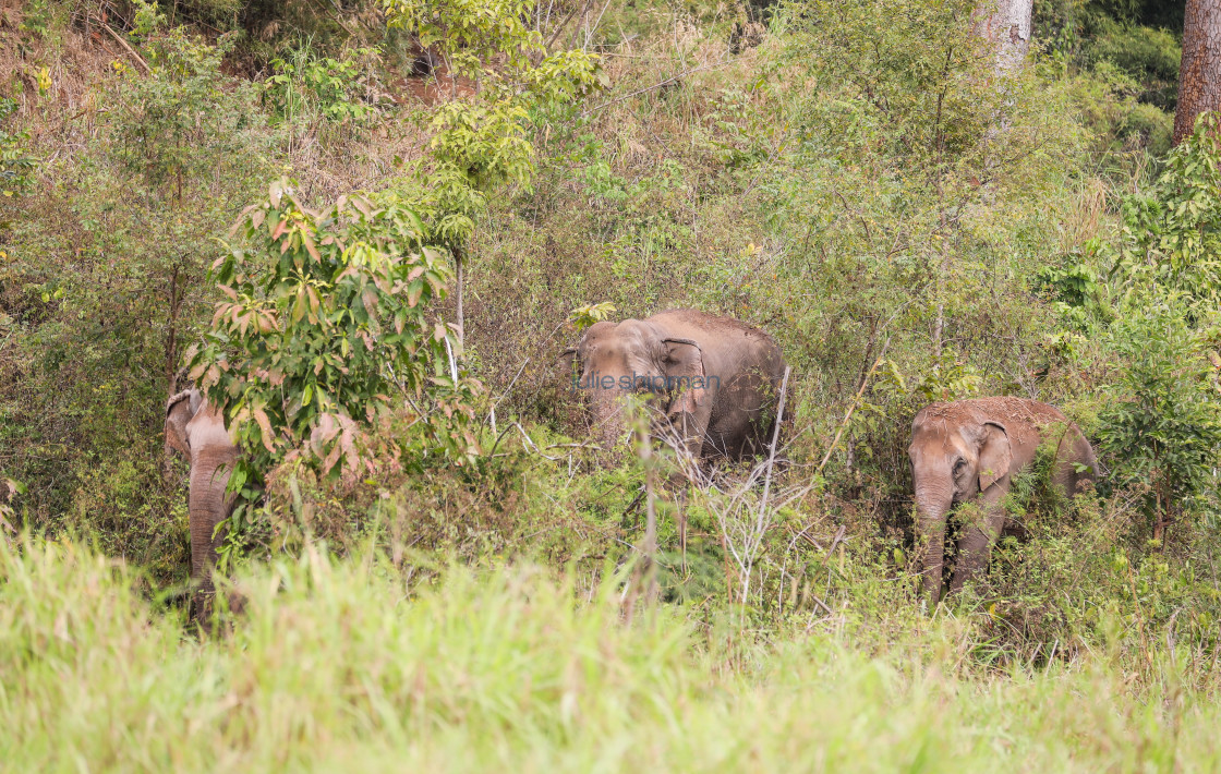 "Wild asian elephants coming out of the jungle in Thailand." stock image