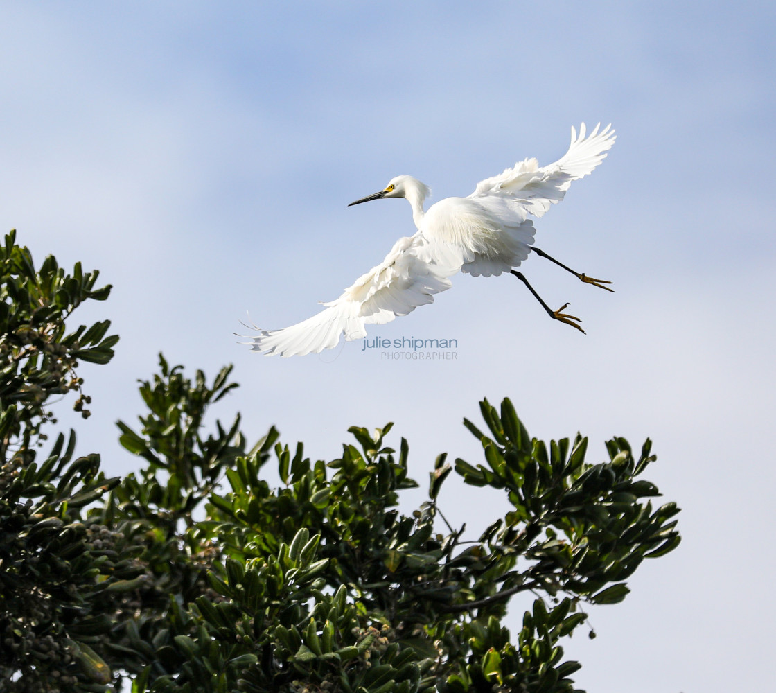 "White Heron" stock image