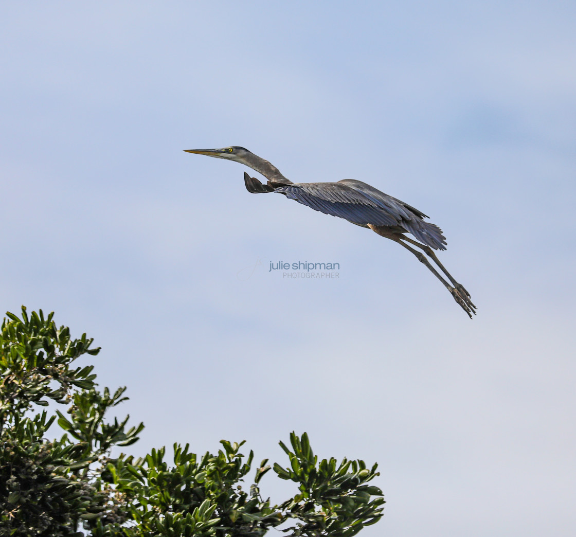 "Great Blue Heron in Flight" stock image