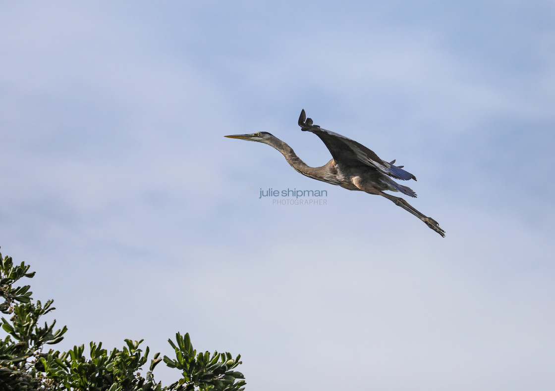 "Great Blue Heron in Flight" stock image