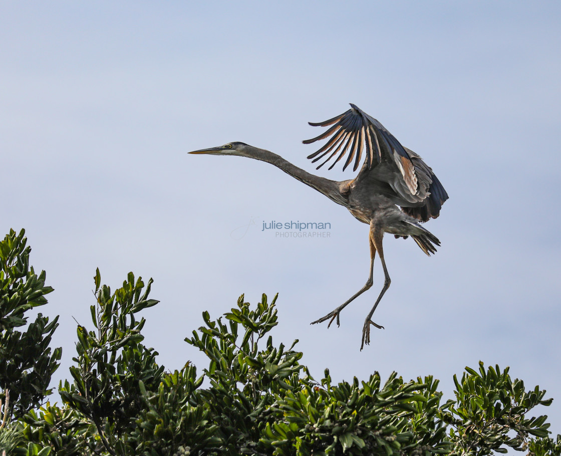 "Great Blue Heron in Flight" stock image