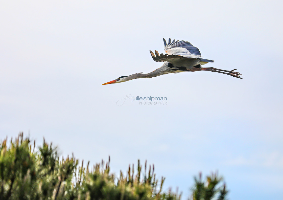 "Great Blue Heron in Flight" stock image