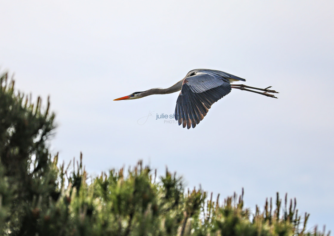 "Great Blue Heron in Flight" stock image