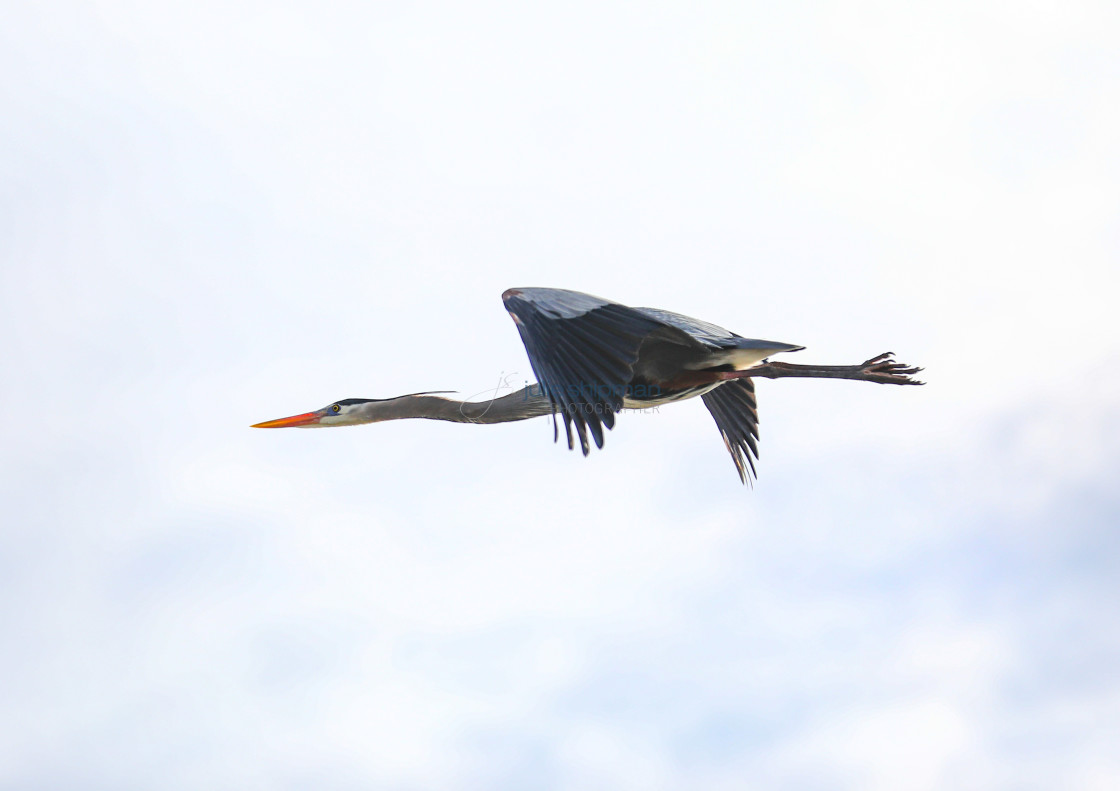 "Great Blue Heron in Flight" stock image