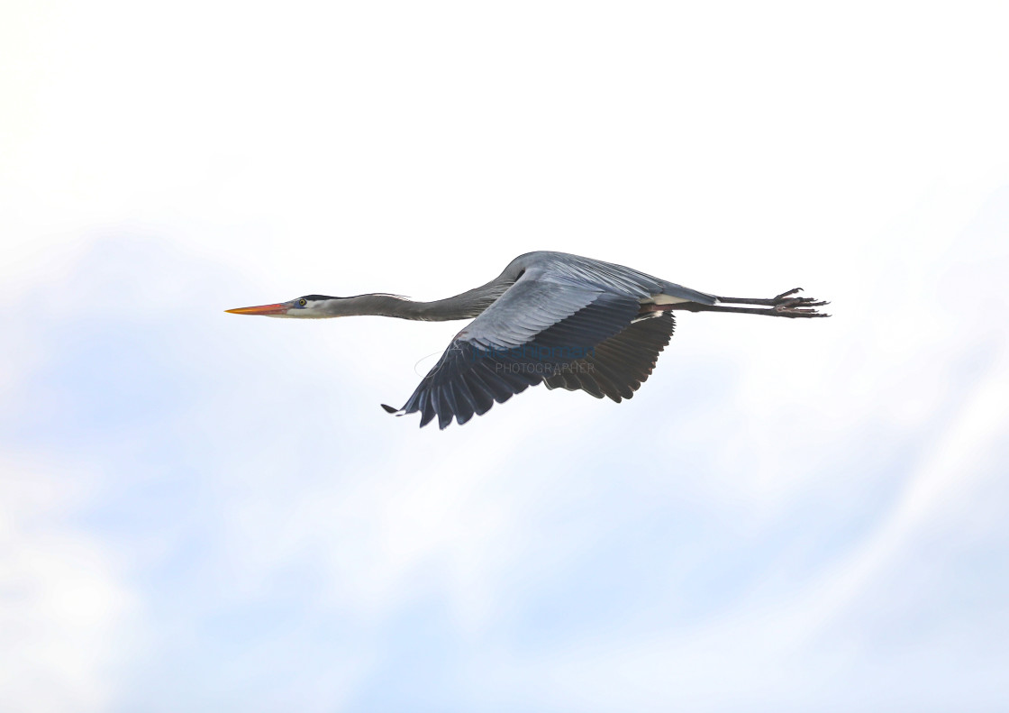 "Great Blue Heron in Flight" stock image