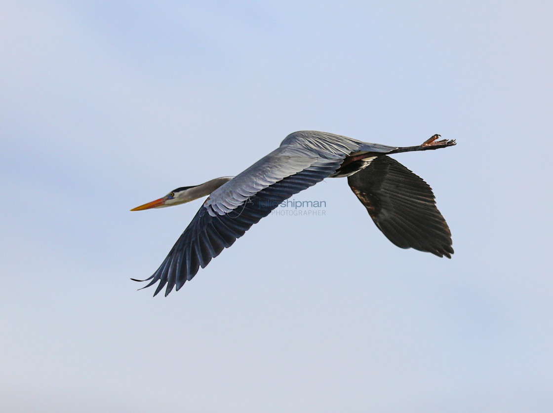 "Great Blue Heron in Flight" stock image