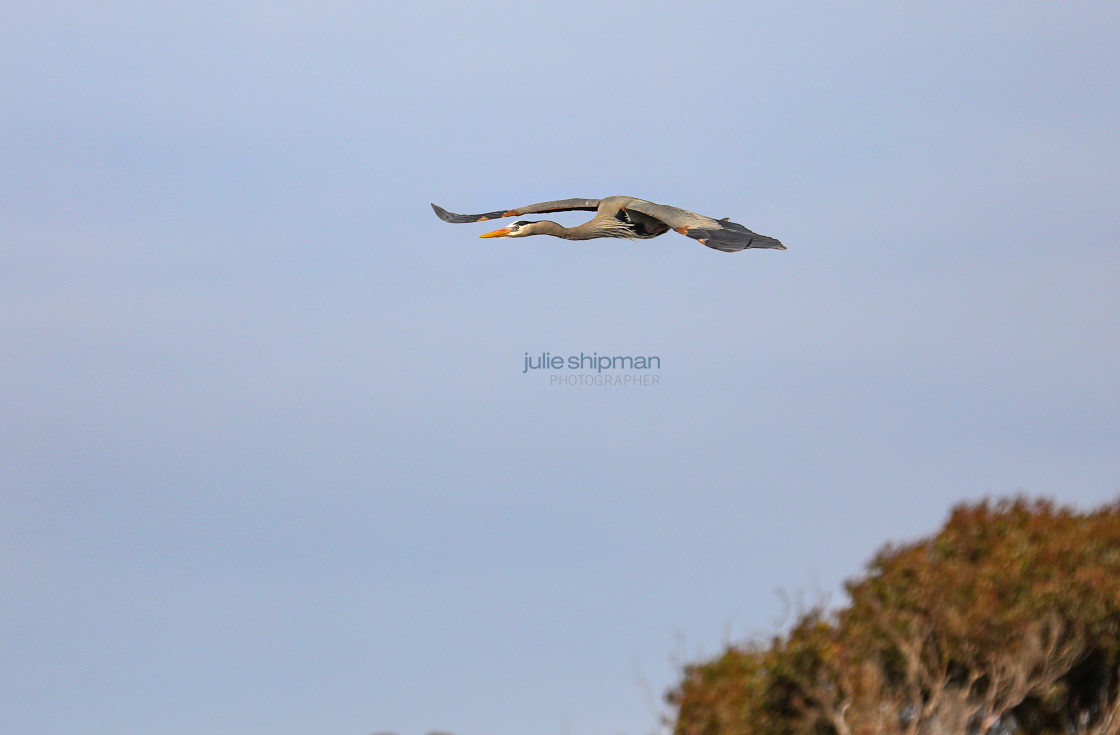 "Great Blue Heron in Flight" stock image