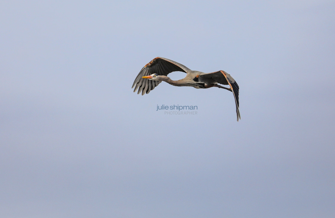 "Great Blue Heron in Flight" stock image