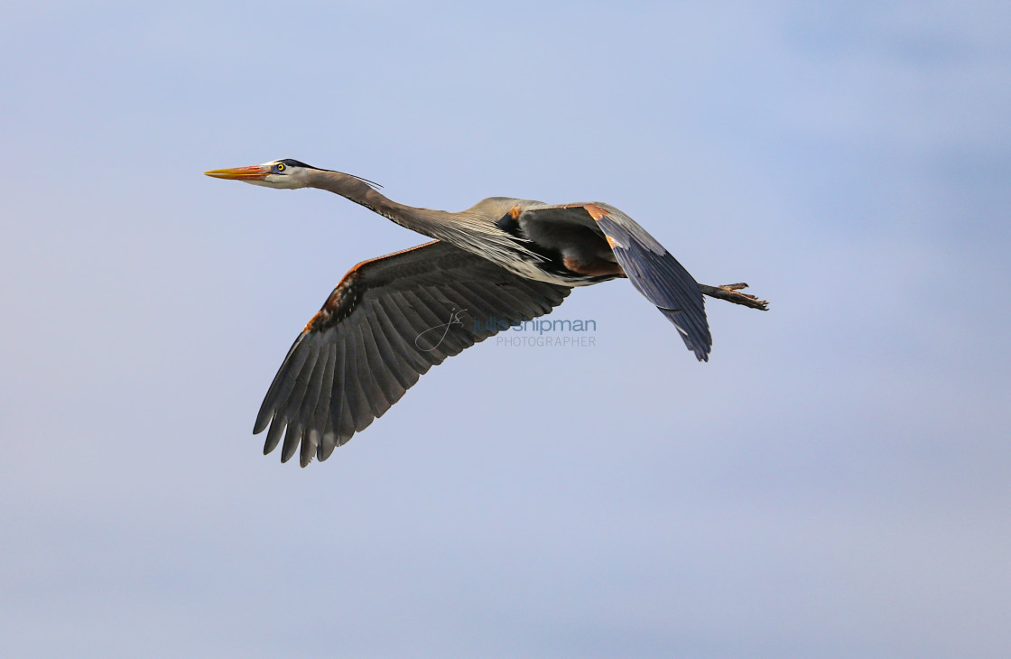 "Great Blue Heron in Flight" stock image