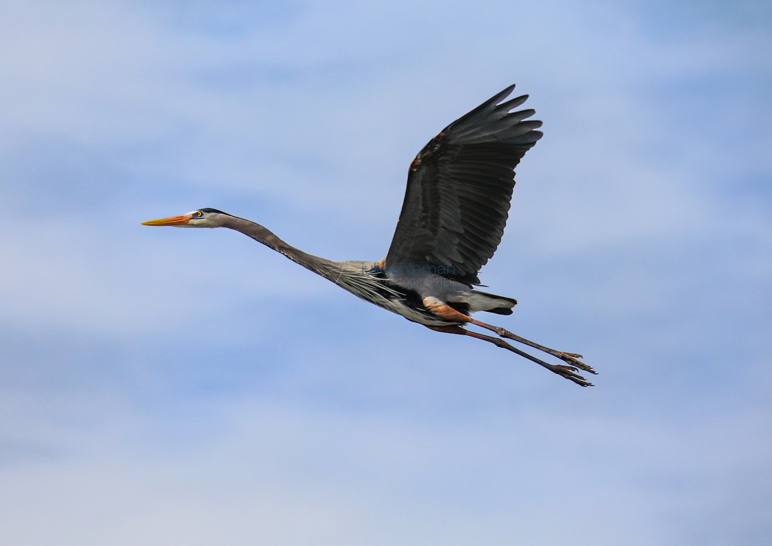 "Great Blue Heron in Flight" stock image