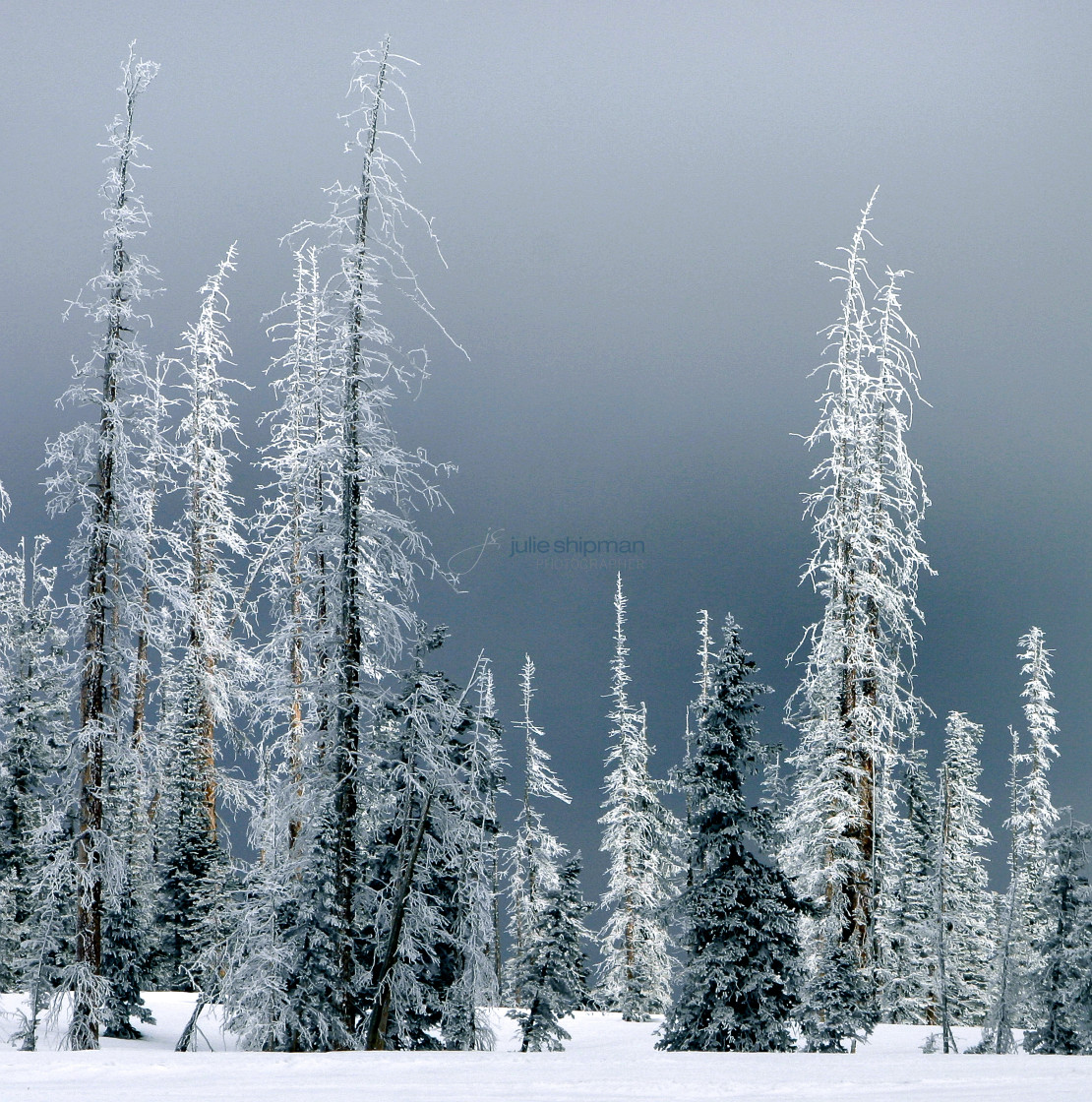 "Frosty Trees" stock image