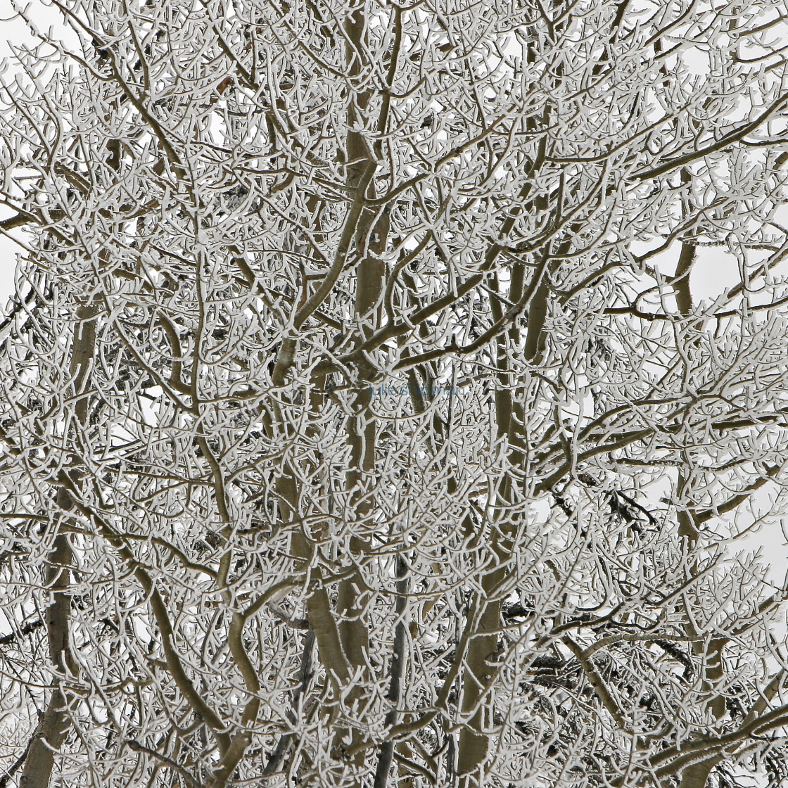 "Frosted brown limbs." stock image