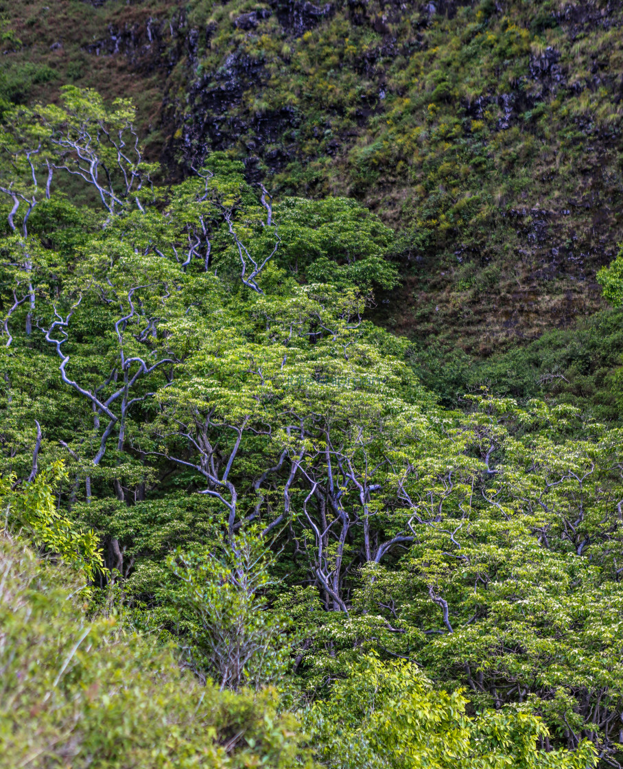 "Trees on the hillside along the Kalalau trail." stock image