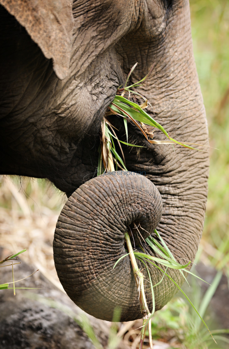 "Close up of elephant eating bamboo." stock image