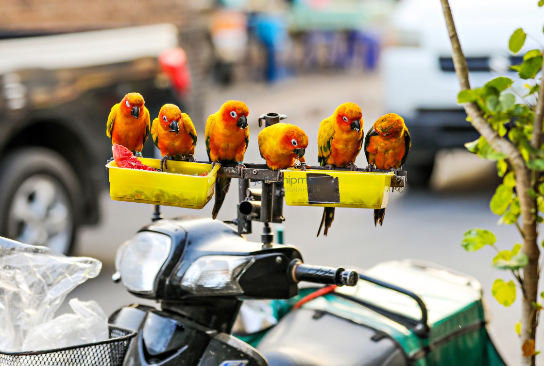 "Six yellow birds on a cycle." stock image