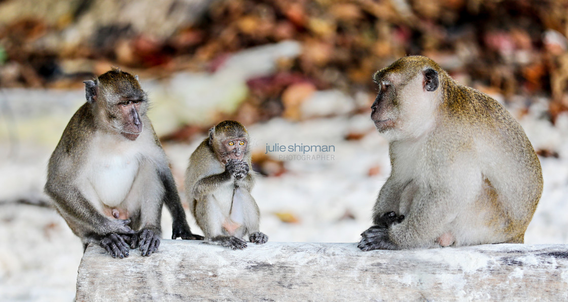 "A family of three monkeys." stock image