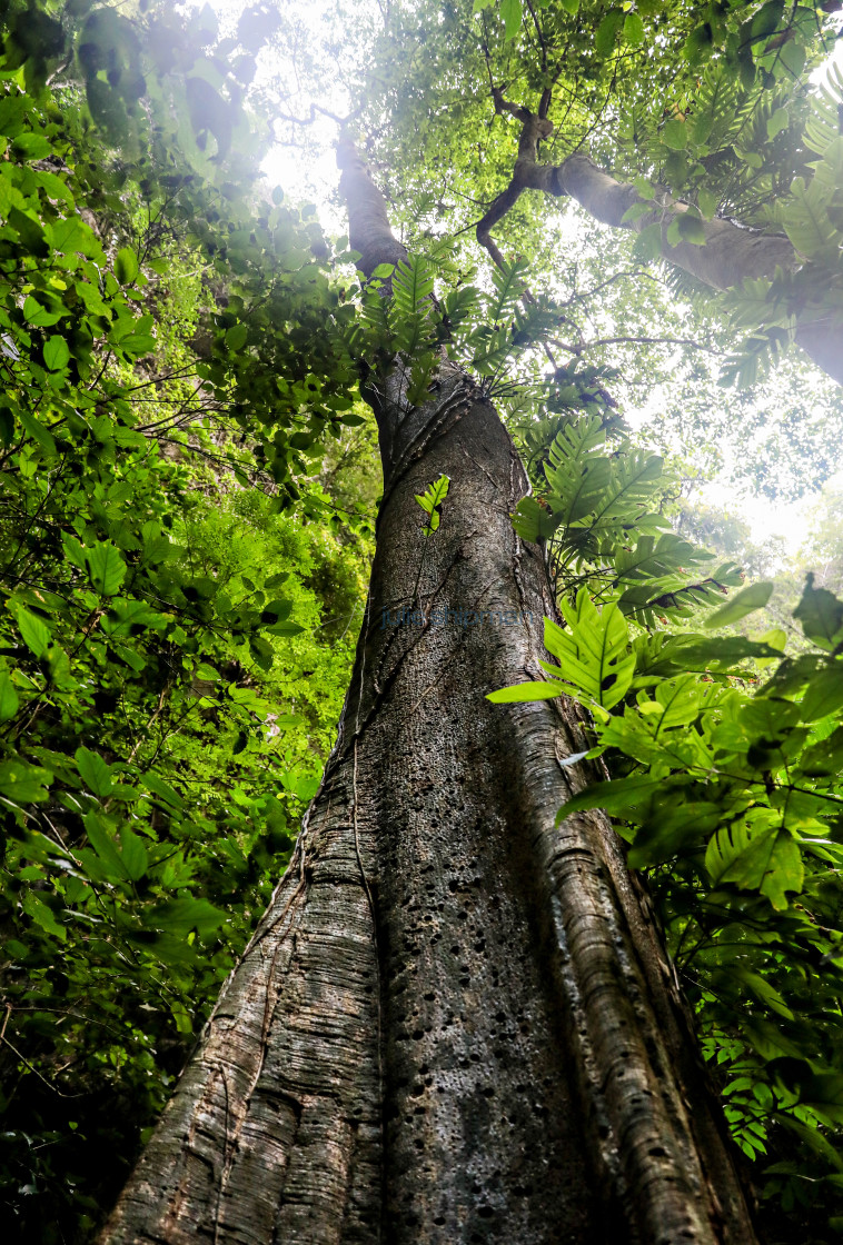 "Looking up into a tall tree in the jungle island in southern Thailand." stock image