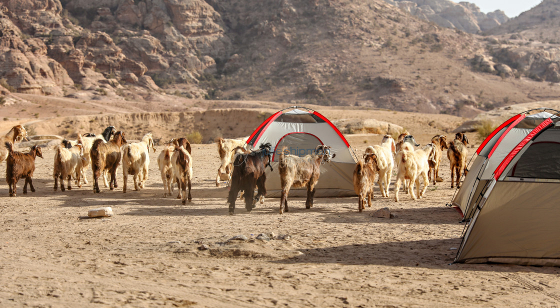 "A herd of goat roaming through a camp site with tents along the Jordan Trail." by Julie Shipman - $18.66 "A herd of goat roaming through a camp site with tents along the Jordan Trail." stock image