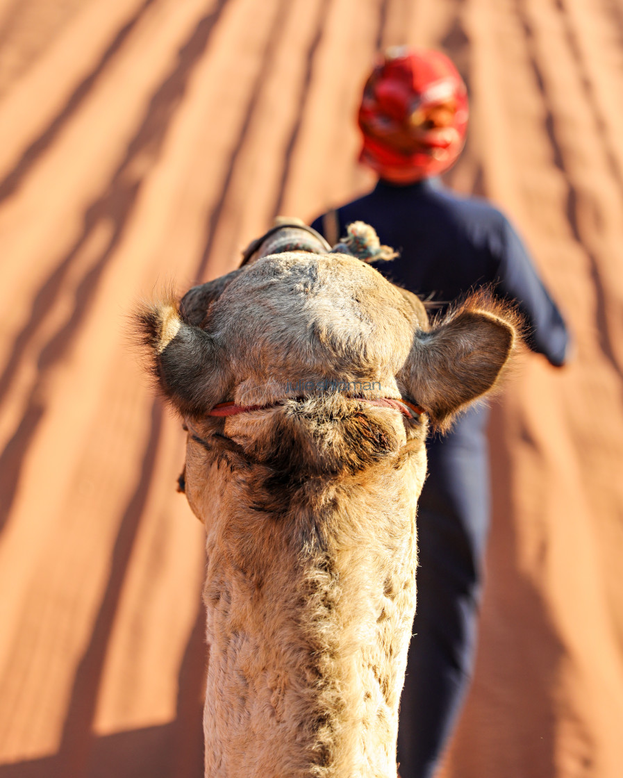 "View from the top of a camel with a guide; Adventures through Wadi Rum, Jordan." by Julie Shipman - $18.66 "View from the top of a camel with a guide; Adventures through Wadi Rum, Jordan." stock image