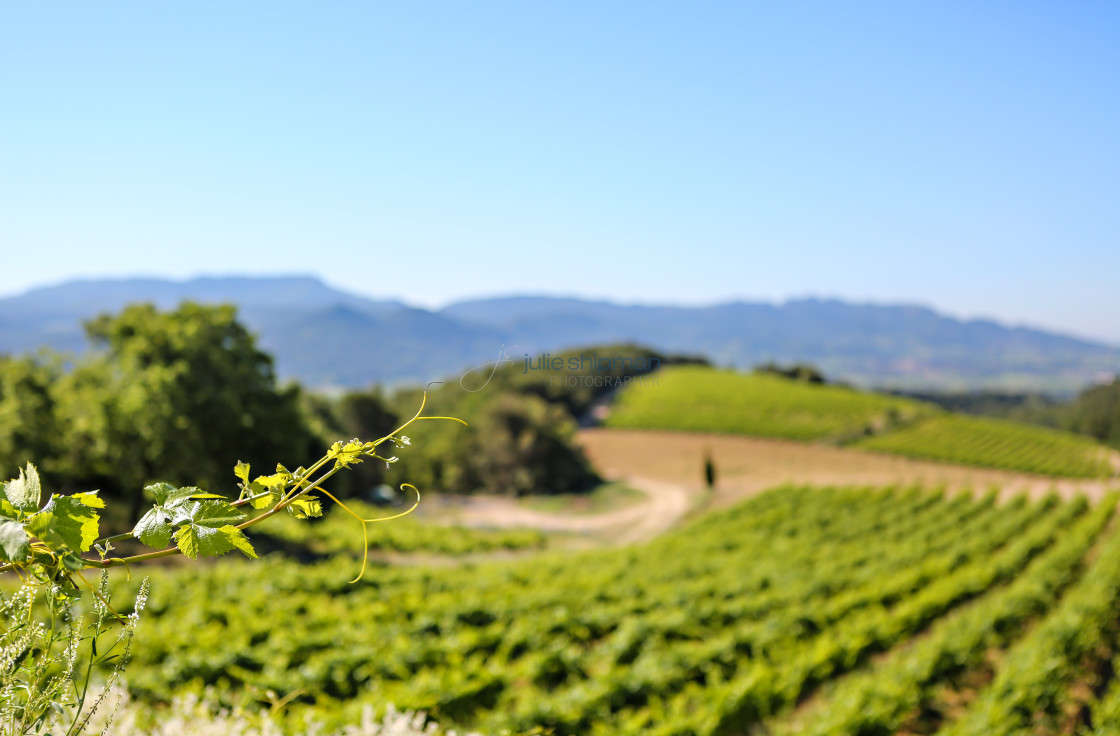 "Close up of a grape vine against a blurred image of rows of grapes at a vineyard in Provence, France." stock image