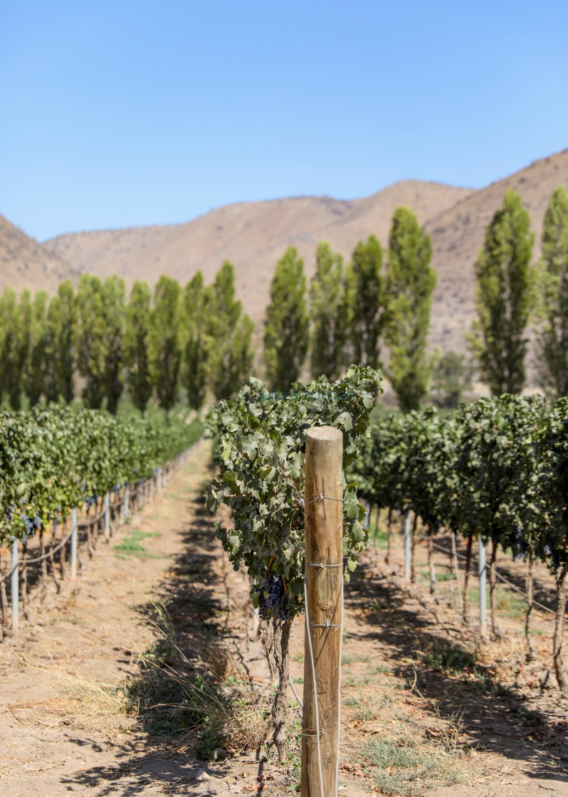 "Vertical image of rows of ripening grapes are set against a background of tall trees and brown hills in Chile." stock image