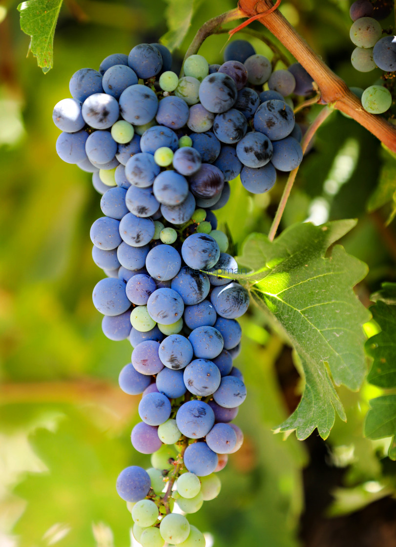 "Purple grapes on the vine in Chile." stock image