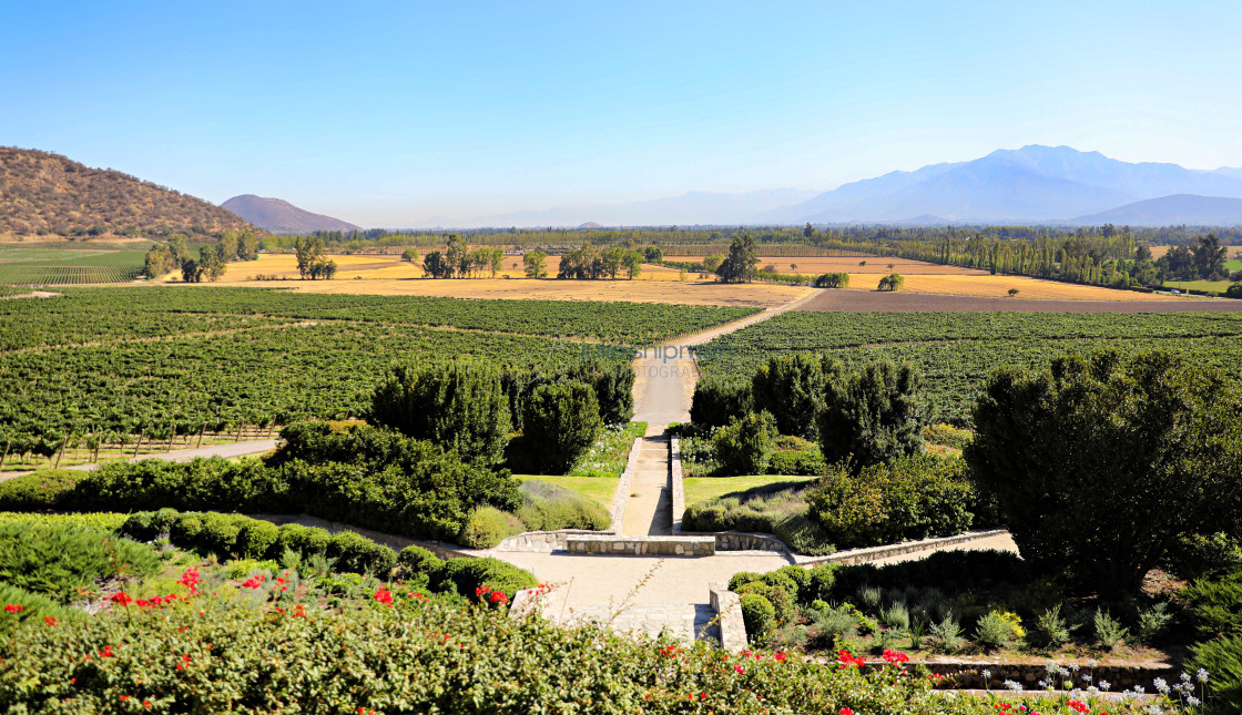 "A incredible view from a winery in Chile with views of the vineyards, forests and mountains." stock image