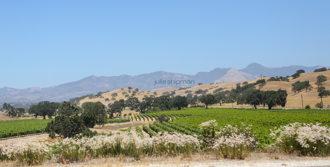 "A view of a vineyard in the central valley of California." stock image