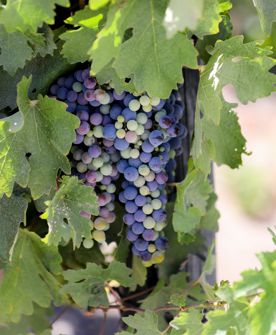 "Ripening purple grapes on the vine." stock image