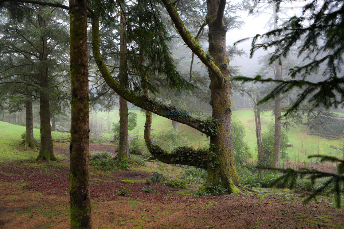 "The majestic landscape of the Oregon Coast near Gold Beach and Bookings." stock image