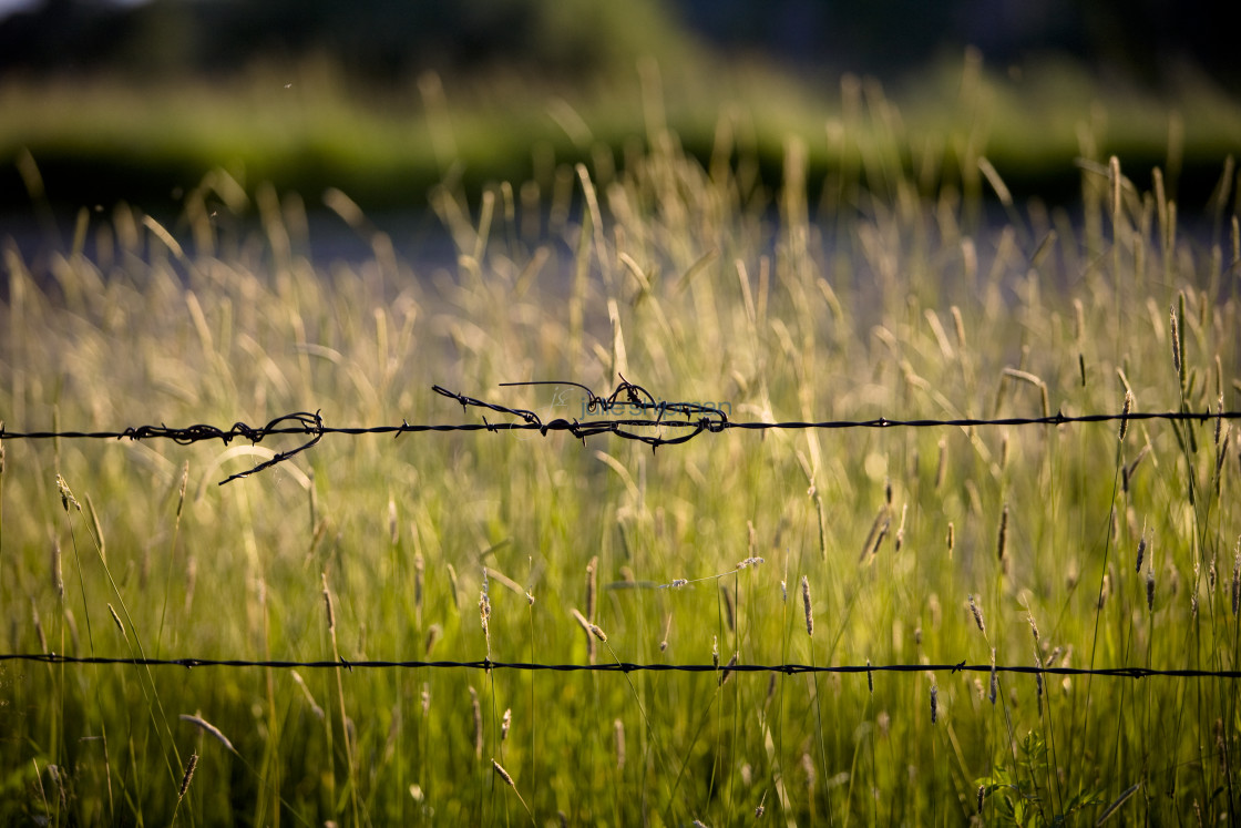 "A knot in a barbed wire fence in a field of grasses in Robertson, Wyoming and the ranches in the Bridger Valley." stock image