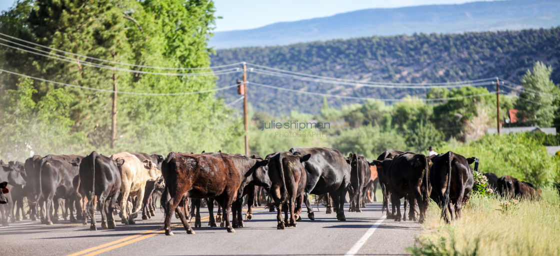 "Cattle walking down the highway thru Boulder, Utah, USA." stock image