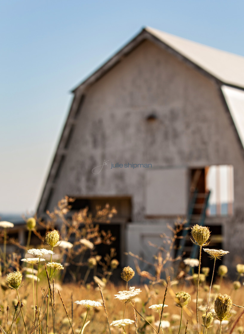 "Old white barn in a vineyard with wild flowers and dried grasses in the vicinity." stock image