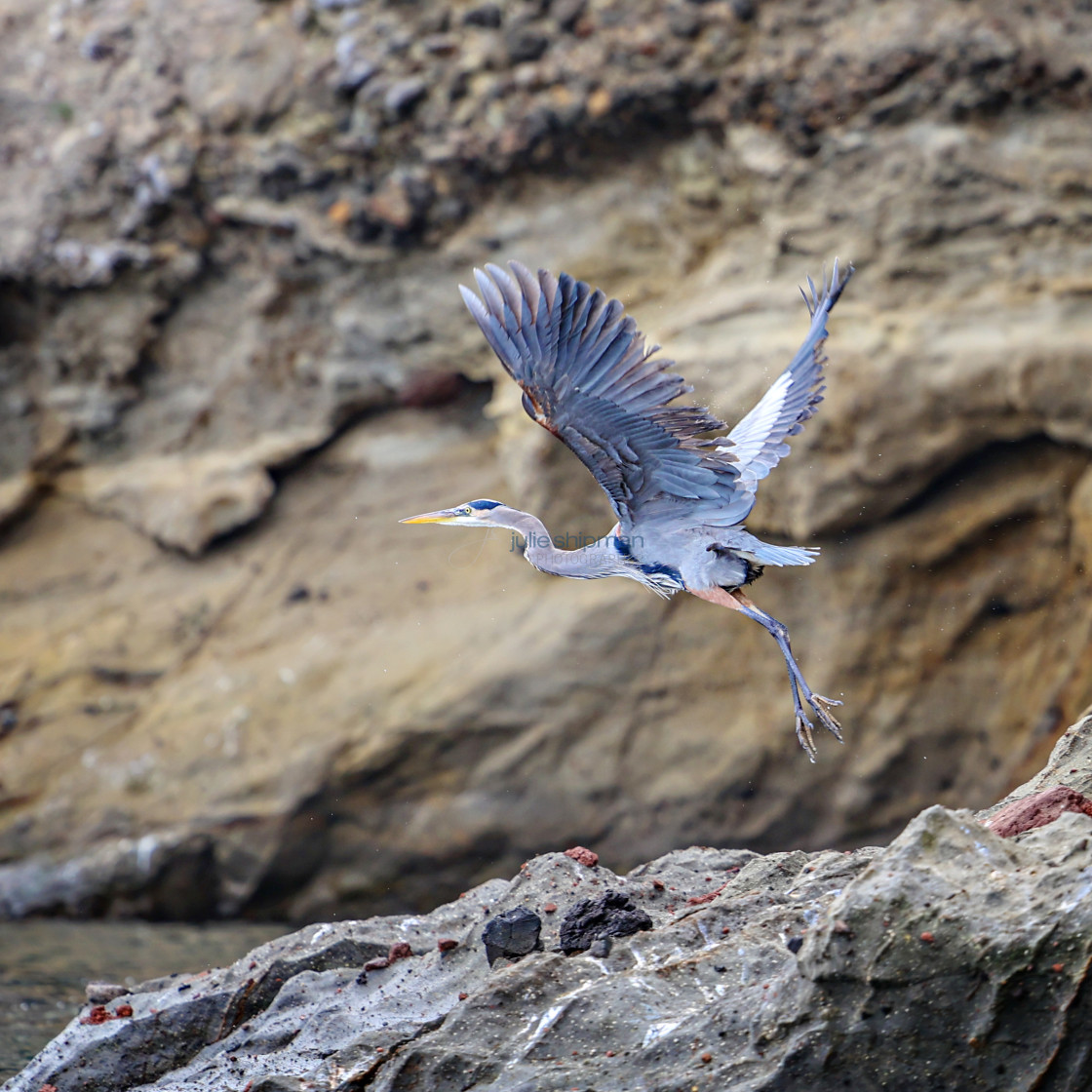 "A great blue heron on Santa Cruz Island, Channel Islands." stock image