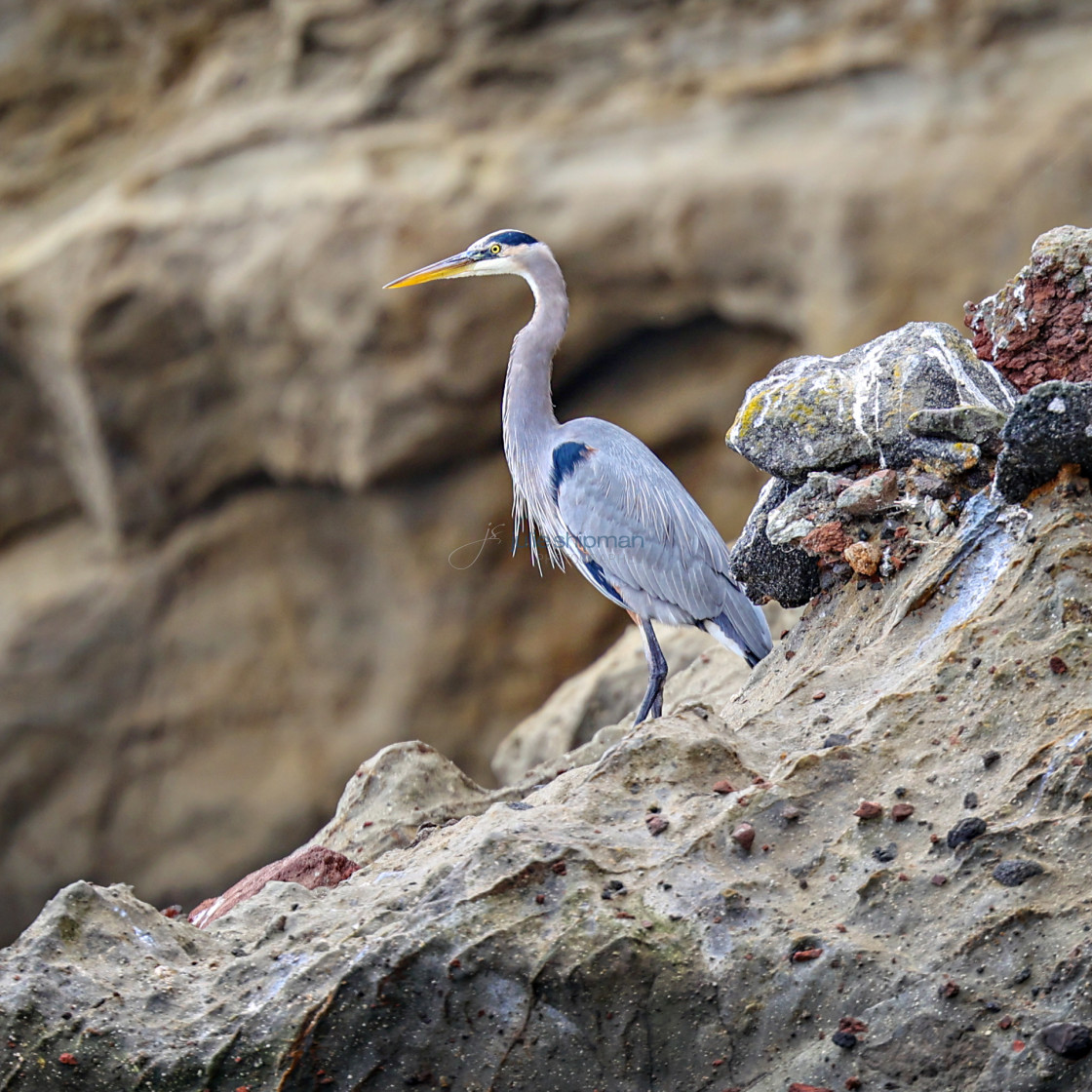 "A great blue heron on Santa Cruz Island, Channel Islands." stock image