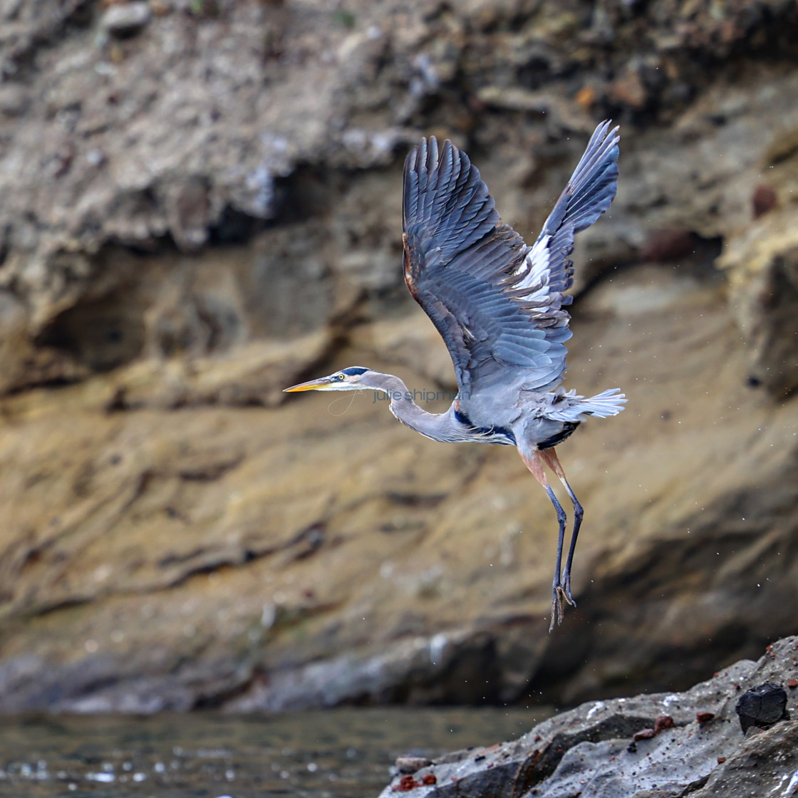 "A great blue heron on Santa Cruz Island, Channel Islands." stock image