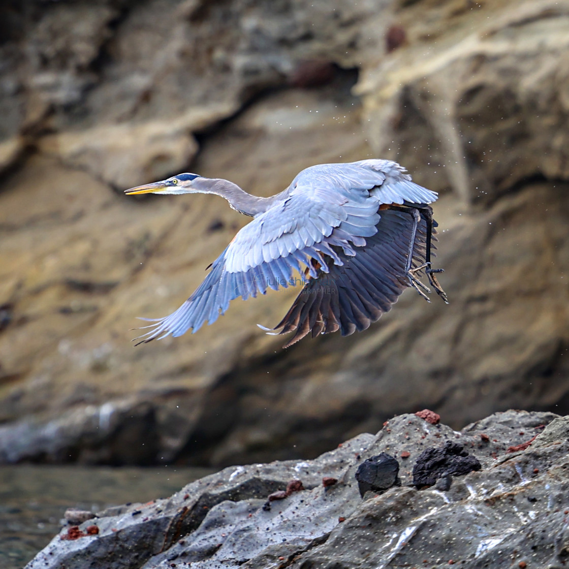 "A great blue heron on Santa Cruz Island, Channel Islands." stock image